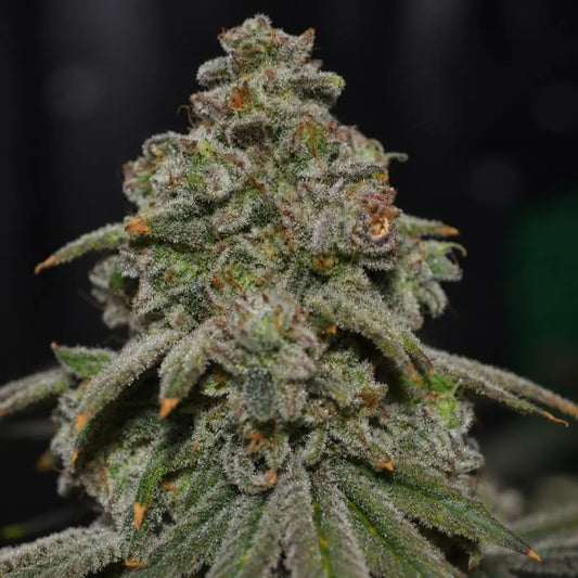 White Widow Green House Seeds mit extrem harziger Hauptblüte, vielen Trichomen und orangefarbenen Blütenfäden.