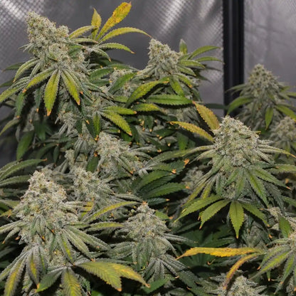 Harzige White Widow Blüte von Green House Seeds mit dichter Trichomschicht