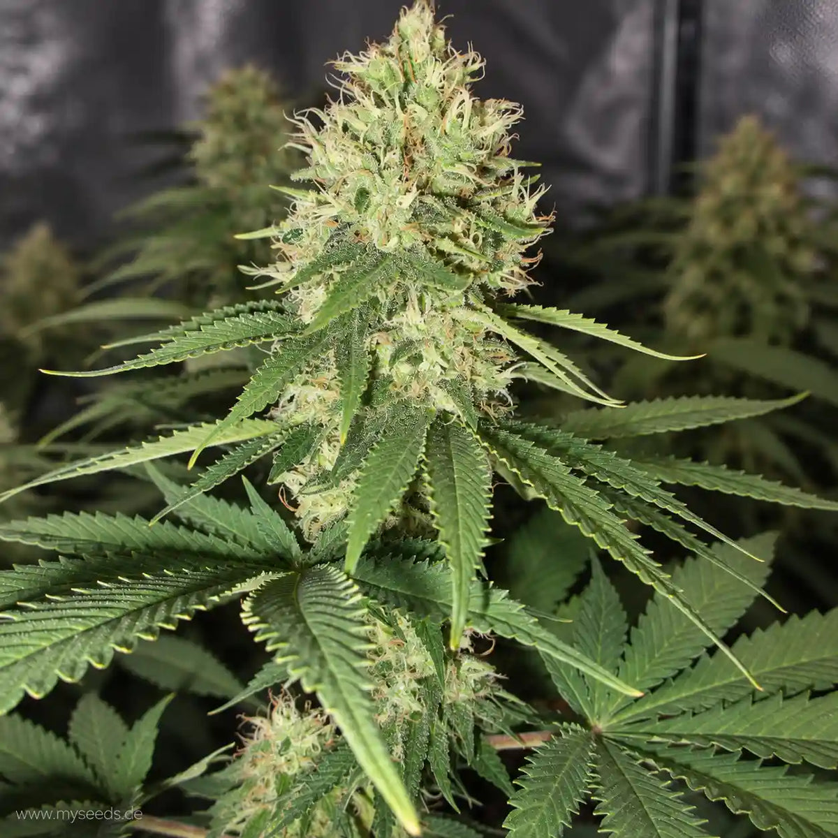 White Widow RQS feminisiert mit länglicher Blüte, vielen hellen Blütenfäden und schmalen grünen Blättern.