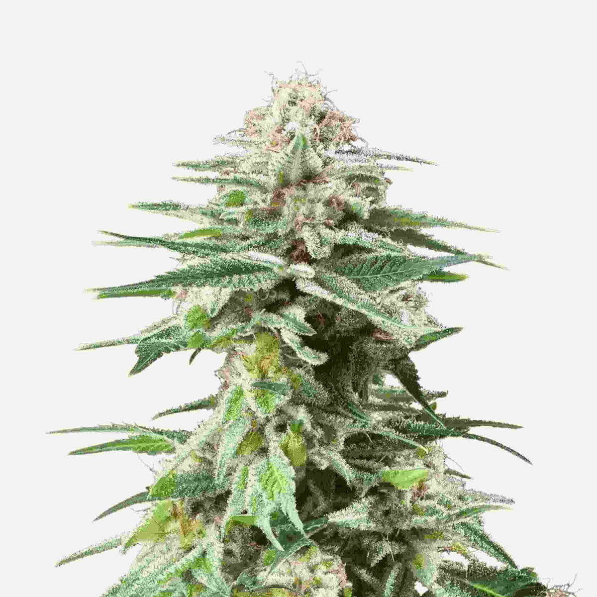 Harzige White Widow Blüte von Royal Queen Seeds mit dichter Trichomschicht