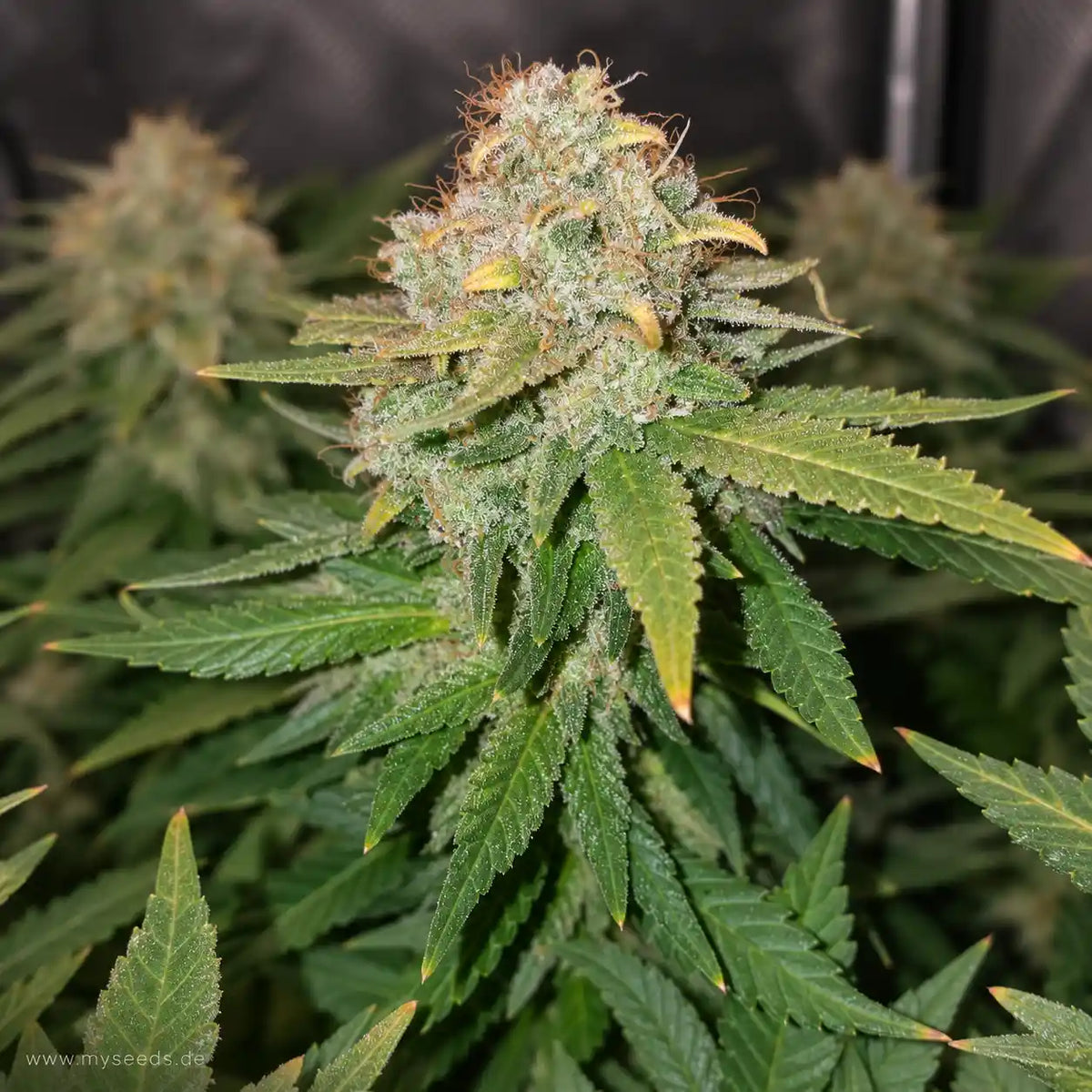 White Widow RQS feminisiert mit dichter, stark bereifter Hauptblüte und orangefarbenen Blütenfäden.