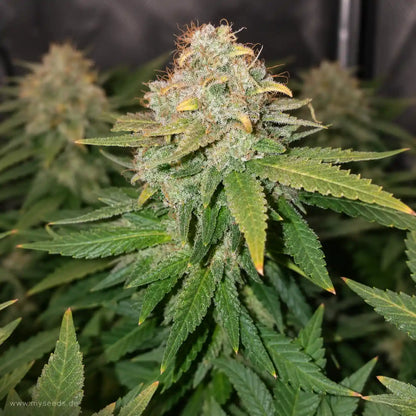 White Widow RQS feminisiert mit dichter, stark bereifter Hauptblüte und orangefarbenen Blütenfäden.