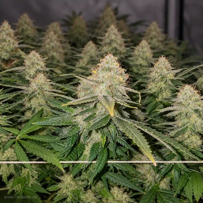 White Widow RQS feminisiert mit mehreren kompakten, harzigen Blüten und kräftigen grünen Blättern.