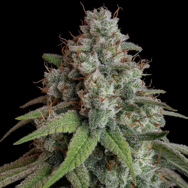 white-widow.jpg__PID:765df796-a914-4146-8a18-2af55fafc96a